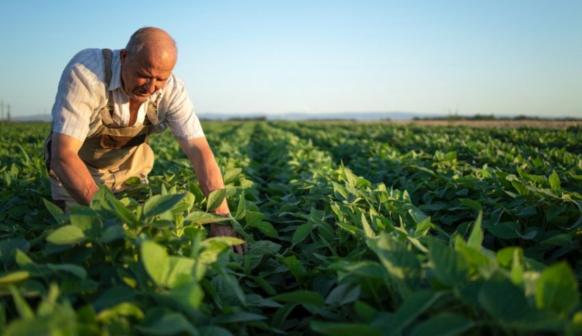 A man is picking soybeans in a field.