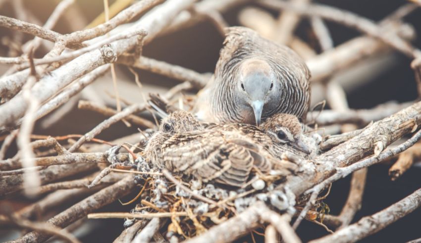 Which Exotic Garden Bird Are You