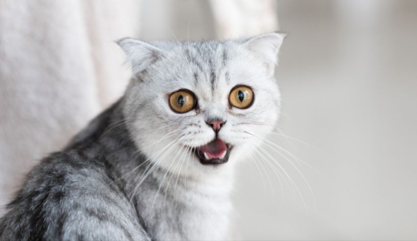 What's Your Cat Archetype