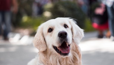 Labrador Retriever Quiz. The Best Parents Score +70% 1
