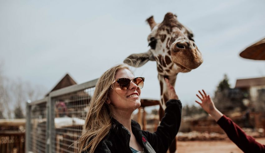 A woman is petting a giraffe at a zoo.