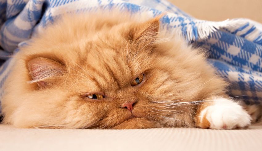 A cat laying on a blanket on a couch.