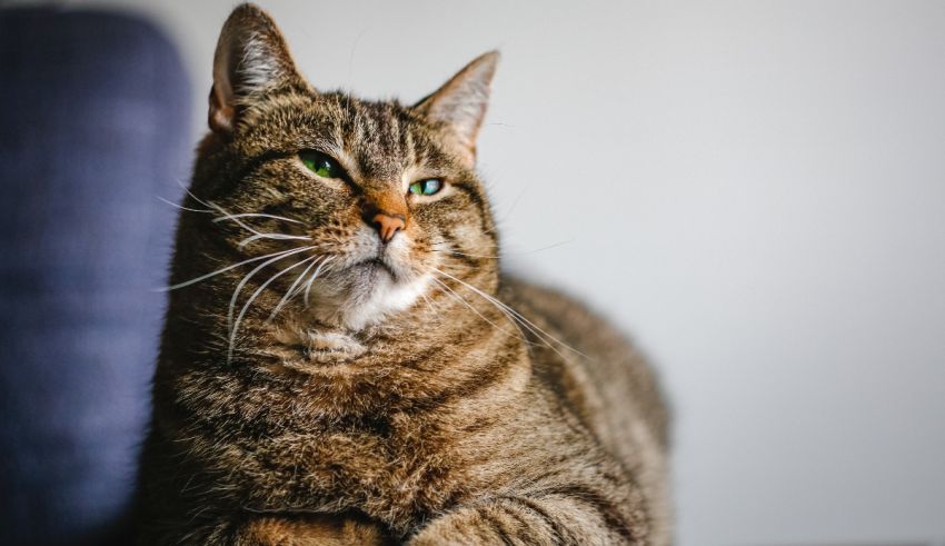 A tabby cat sitting on a table looking at the camera.