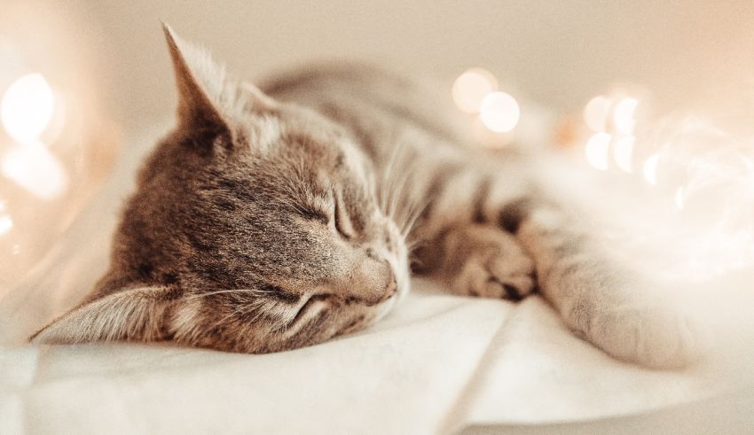 A cat is sleeping on top of a white sheet.
