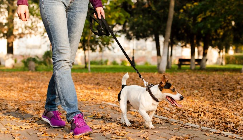 A woman walking her dog in a park.