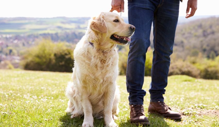 A man is petting a golden retriever in a field.