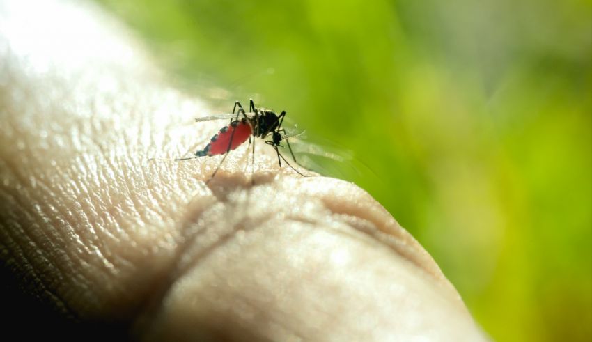 A mosquito sitting on a person's finger.