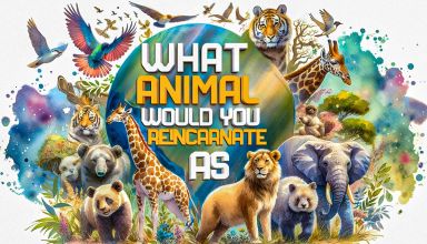 What Animal Would You Reincarnate As