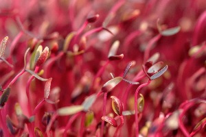 Which Greek God Are You