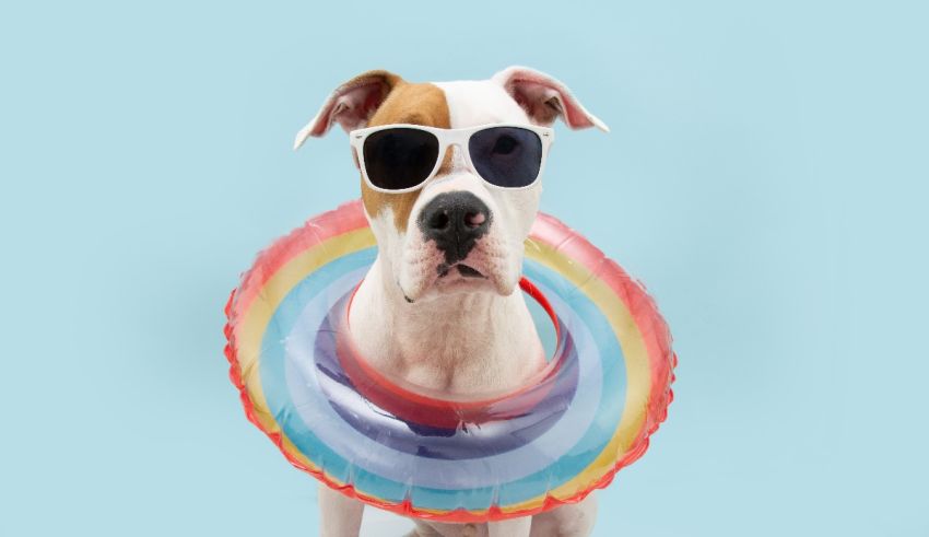A dog wearing sunglasses on a blue background.