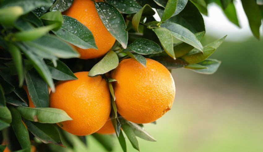 Oranges growing on a tree in an orchard.