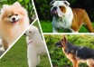 Dog breeds quiz