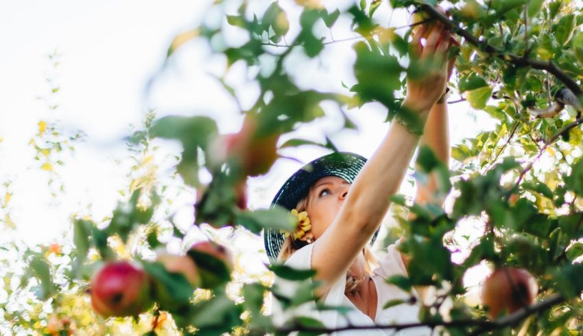 A woman picking apples from an apple tree.