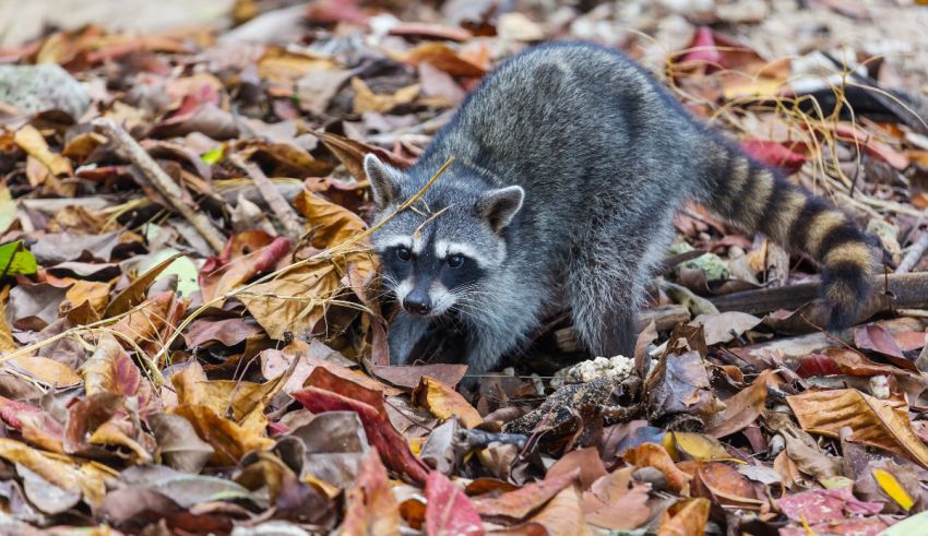 What Raccoon Are You