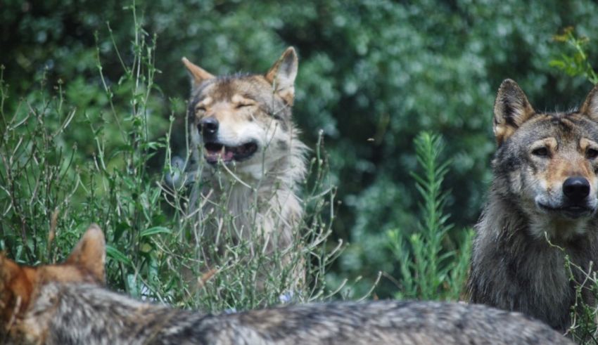 A group of grey wolves are standing in the grass.