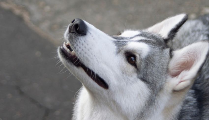 A husky dog looking up at the sky.