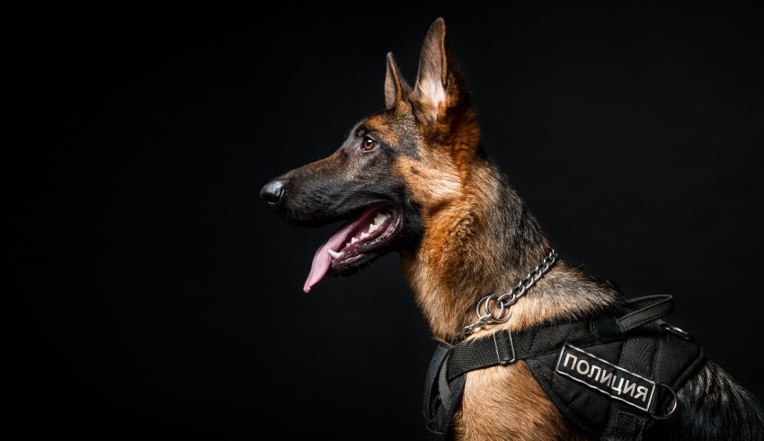 A german shepherd dog wearing a harness on a black background.