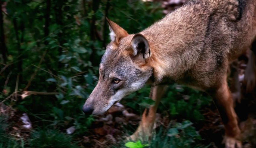 A coyote is walking through the woods.
