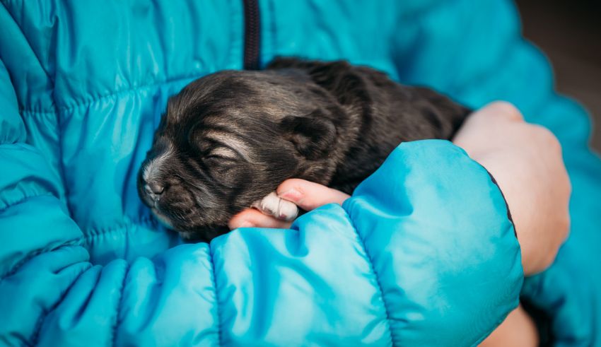 A person holding a black and white puppy.