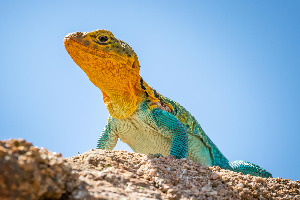 Funniest Animal Trivia Quiz 🐘 Are You Smart To Score 80%