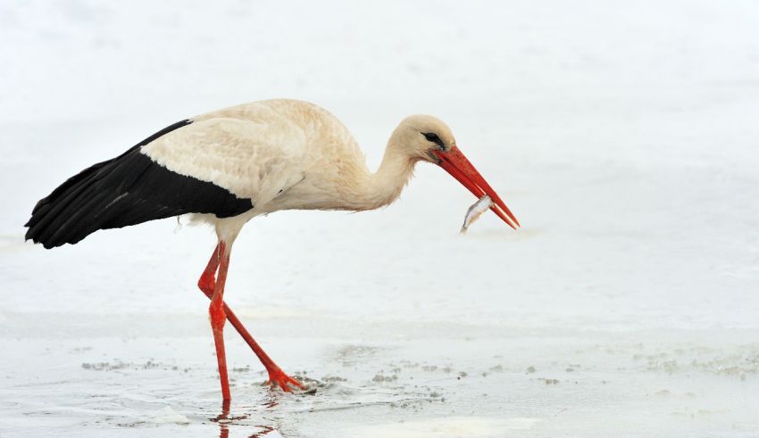 A stork with a fish in its mouth.