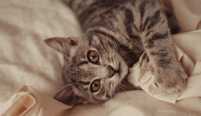 A cat laying on a bed.