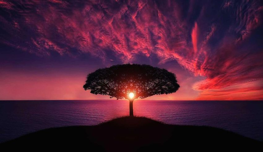 A tree on top of a hill with a sunset behind it.