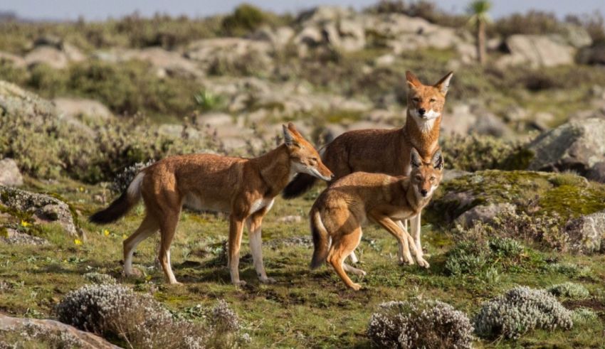Three spotted hyenas standing in a grassy area.