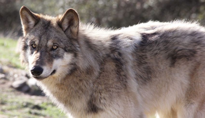 A gray wolf is standing in a field.
